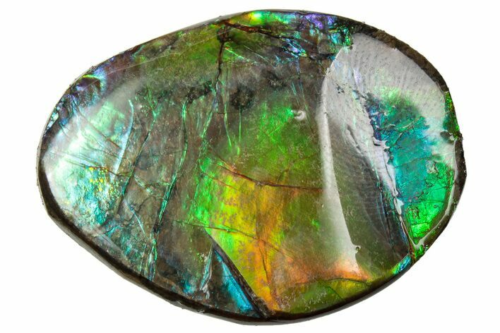 Flashy Ammolite (Fossil Ammonite Shell) - Rainbow Colored #357560
